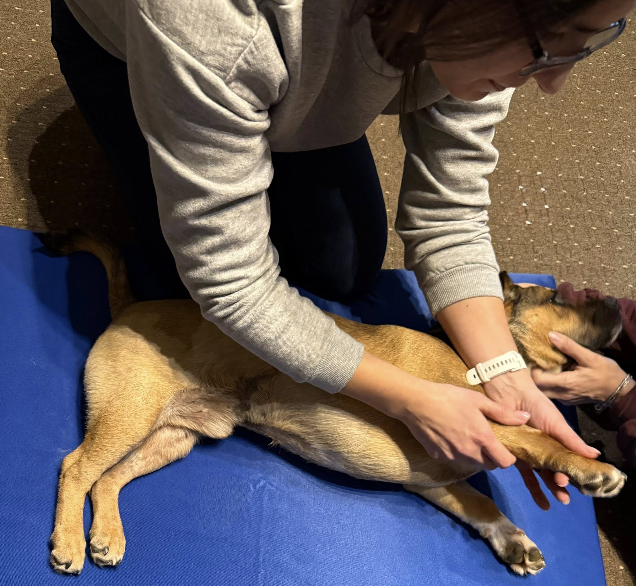 Terápiás kutyamasszázs kezelés