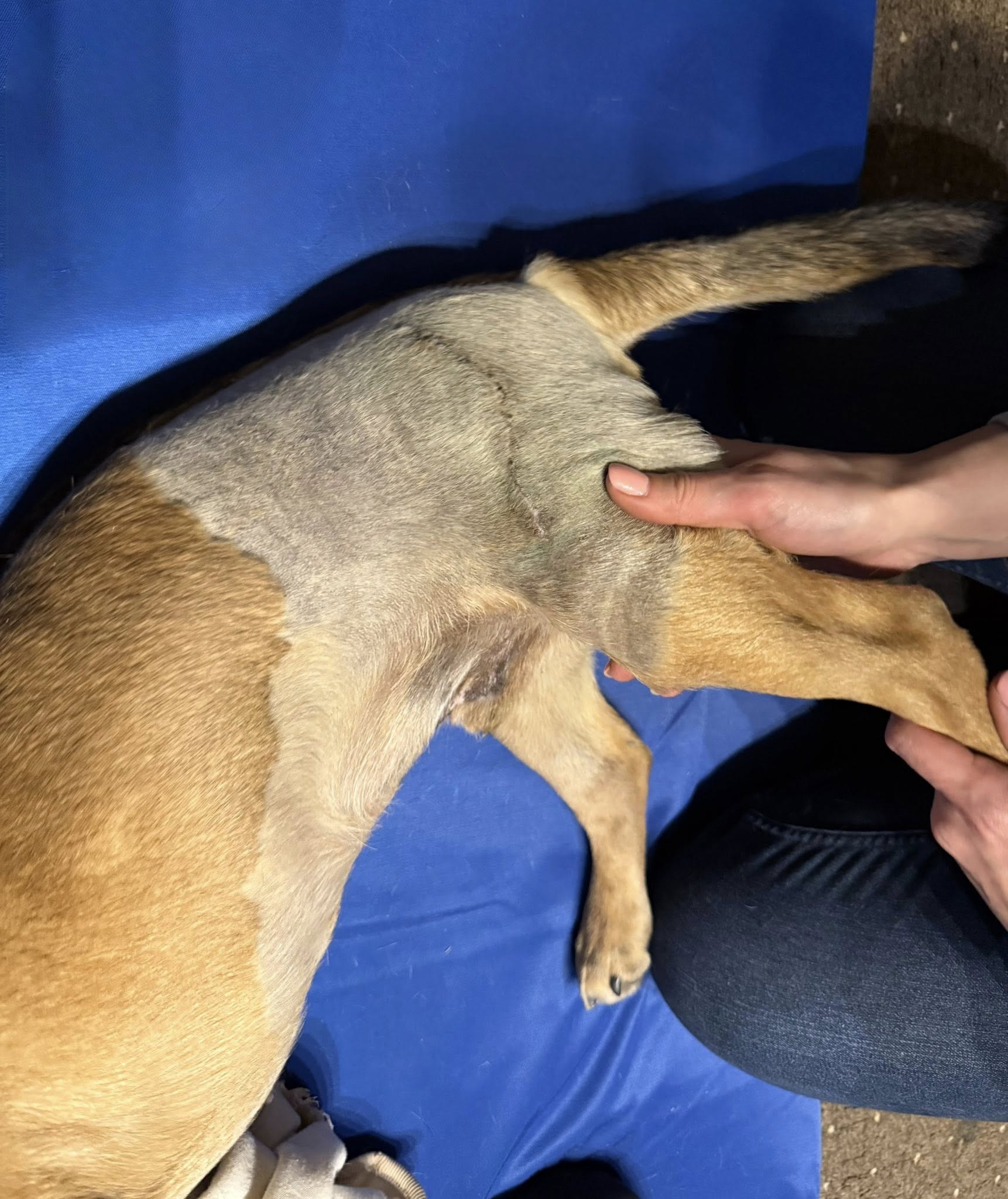 Terápiás kutyamasszázs kezelés