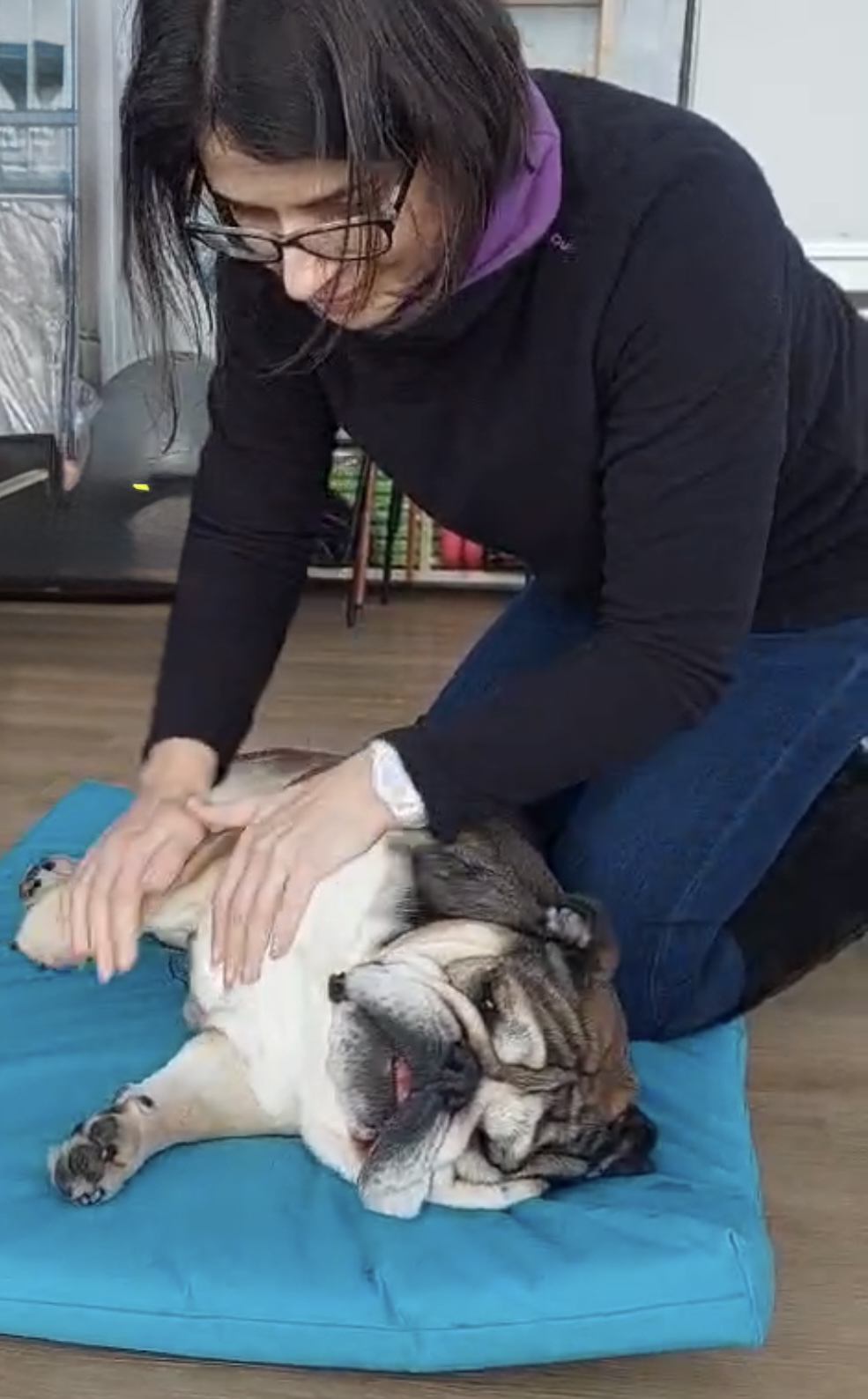 Terápiás kutyamasszázs kezelés