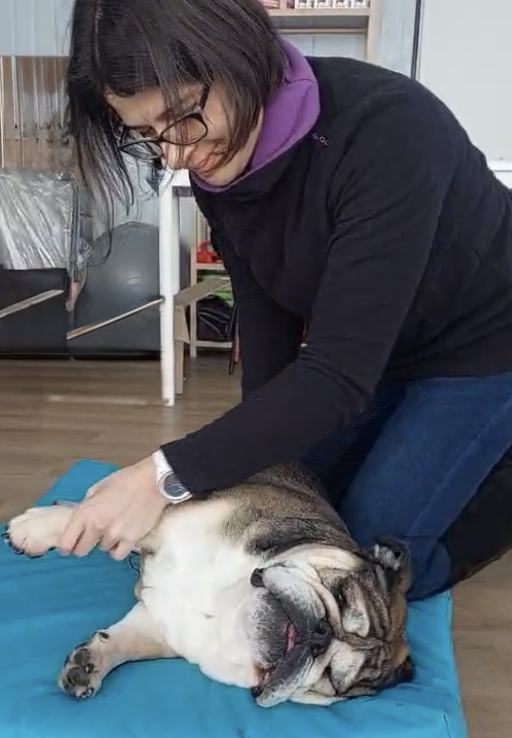 Terápiás kutyamasszázs kezelés