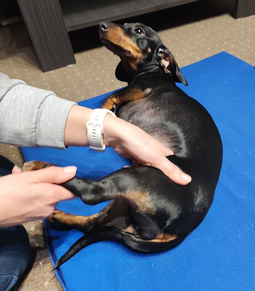 Terápiás kutyamasszázs kezelés